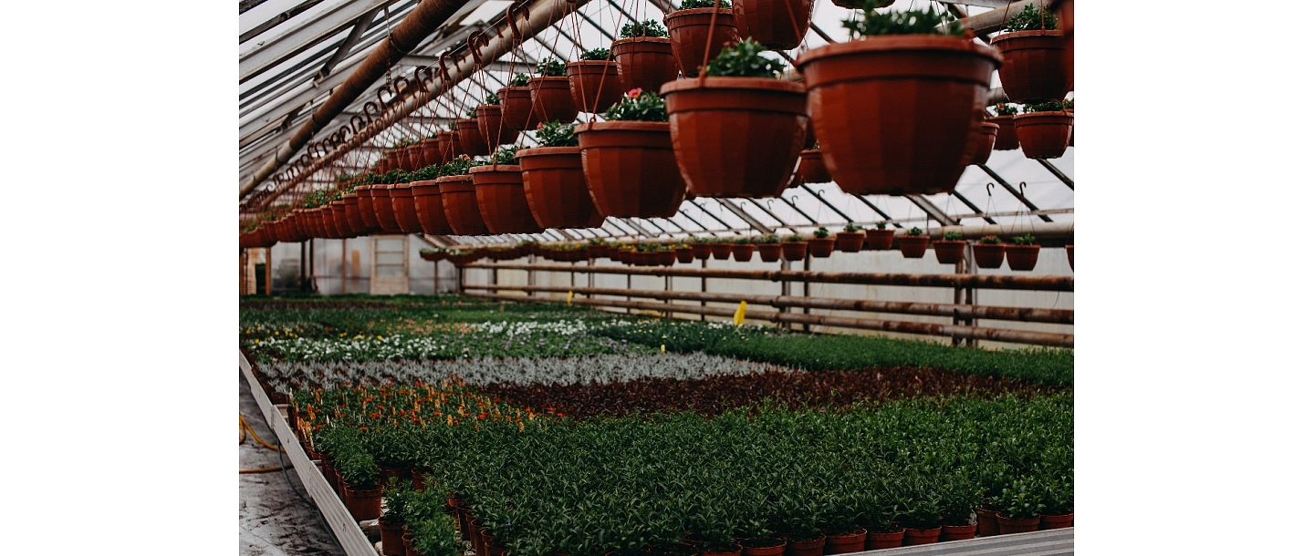 Seedlings in containers