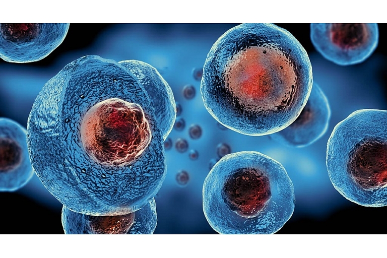 Stem cells