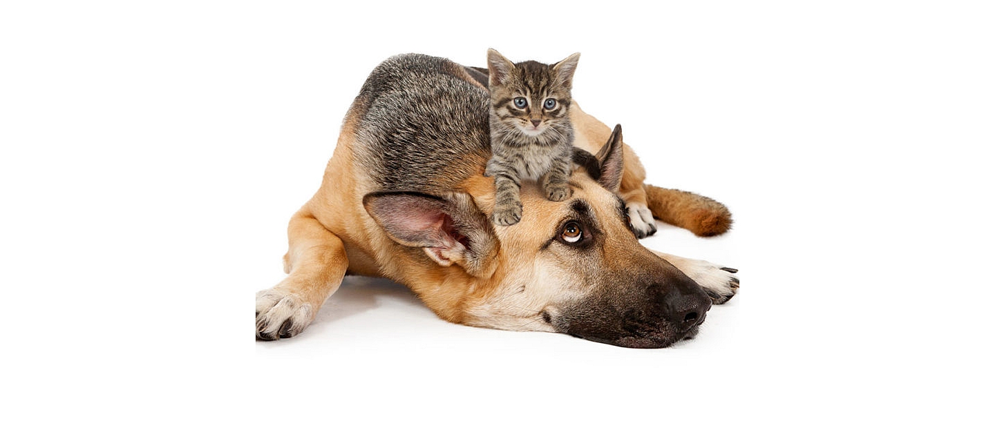 Veterinārārsta pakalpojumi