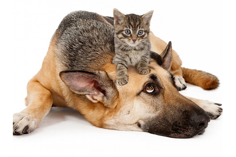 Veterinarian services