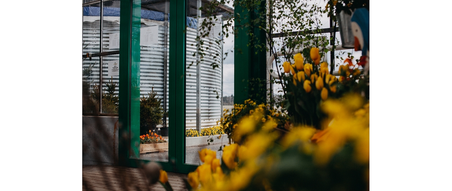 Выращивание огурцов