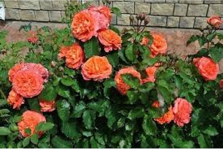 Растения розы Бауска