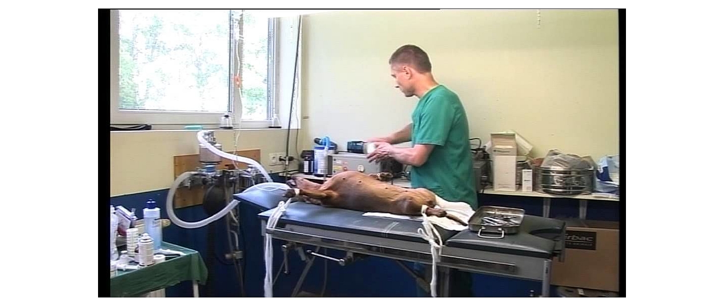 Veterinārā klīnika