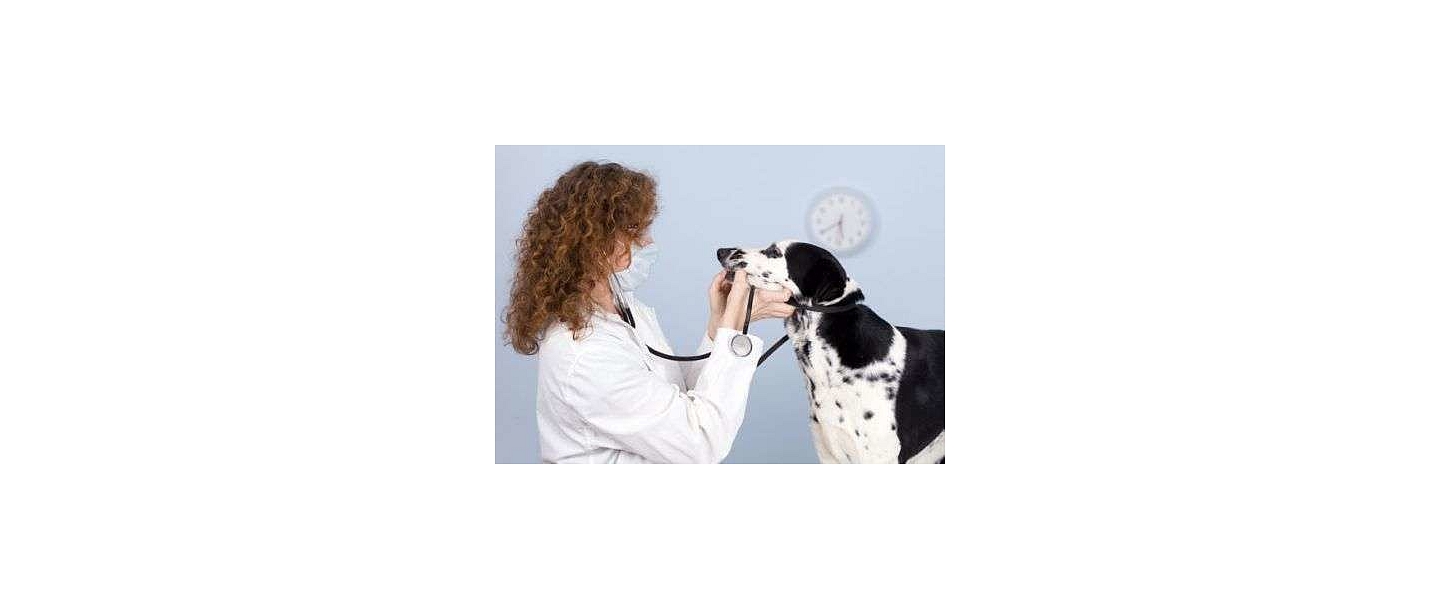 Veterinary clinic Toto