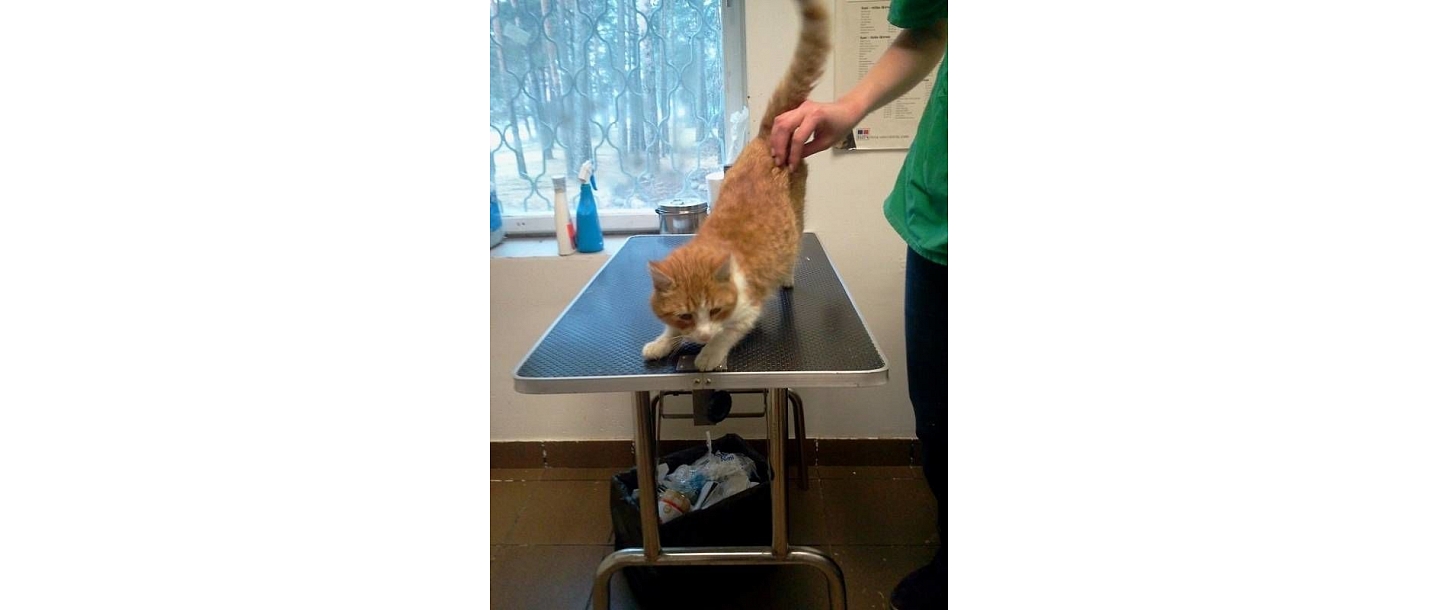 Veterinārā ambulance Toto