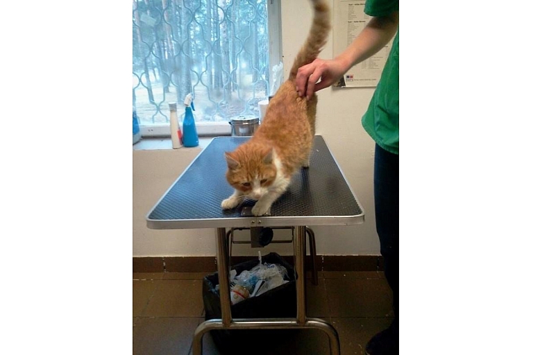 Veterinārā ambulance Toto