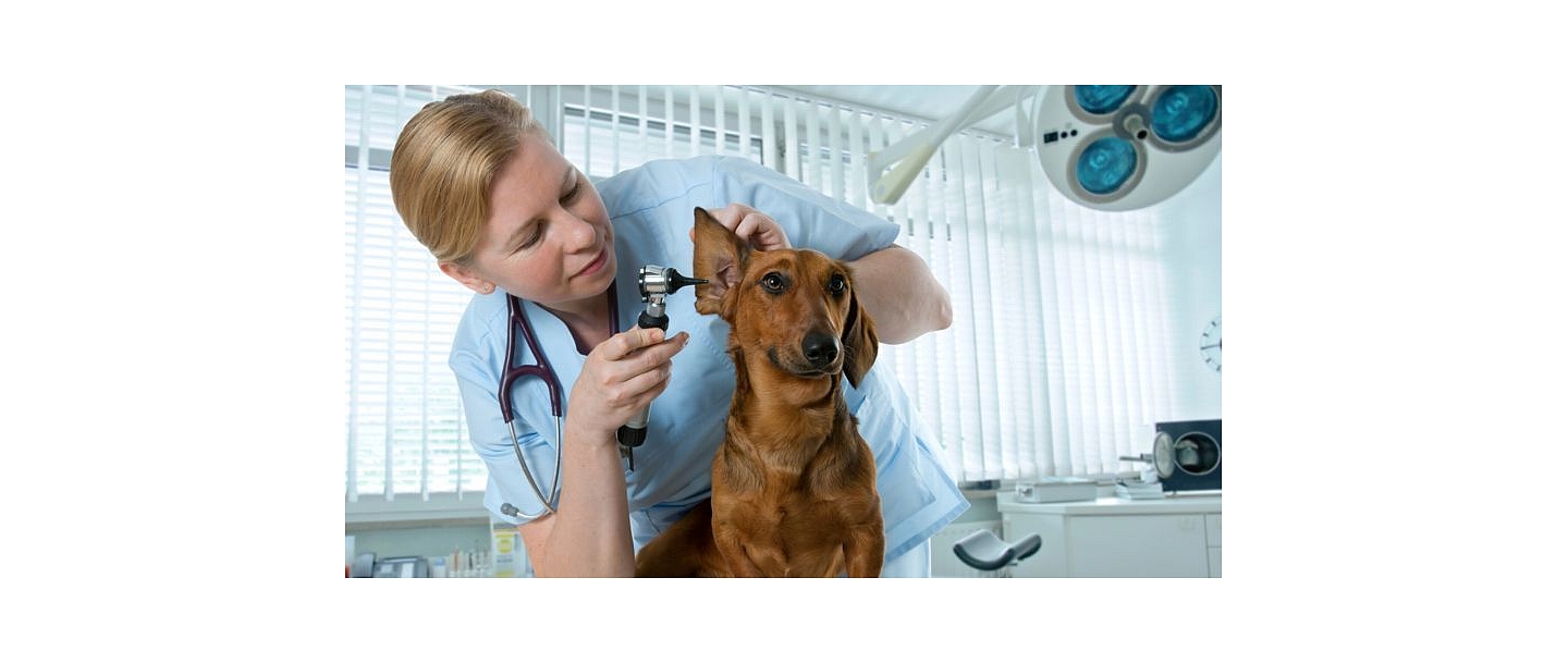 Animal diagnostic