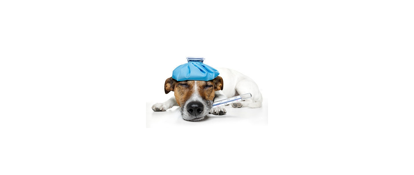 Veterinārārsts