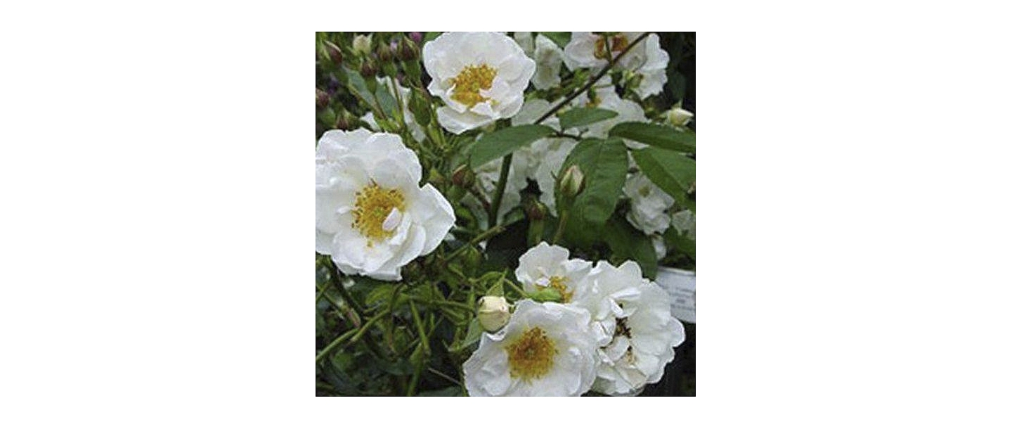 White roses close-up – rose seedlings Dailas Rozes