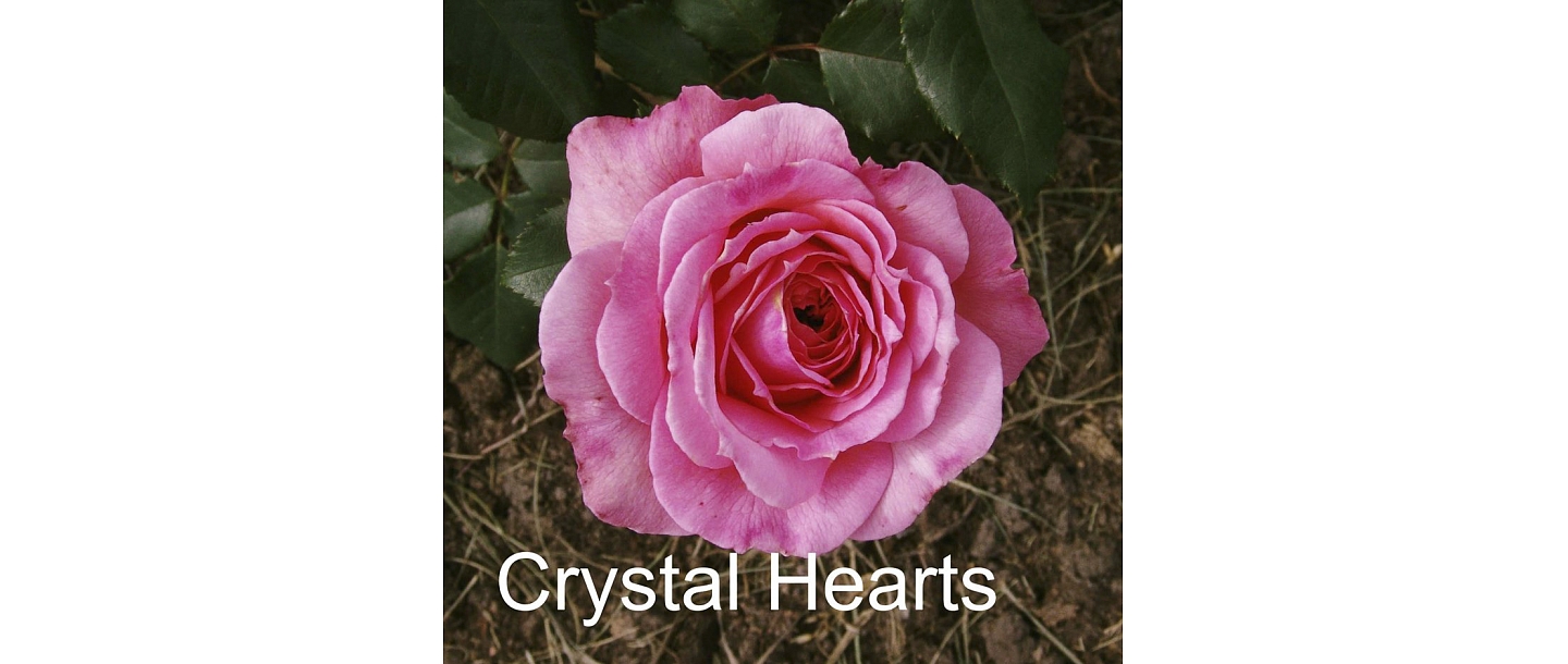 Rozā roze Crystal Hearts – rožu stādi no Dailas Rozes