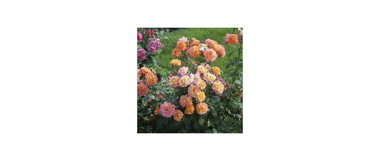 Ziedošas rozes dažādās krāsās – rožu dārzs Dailas Rozes