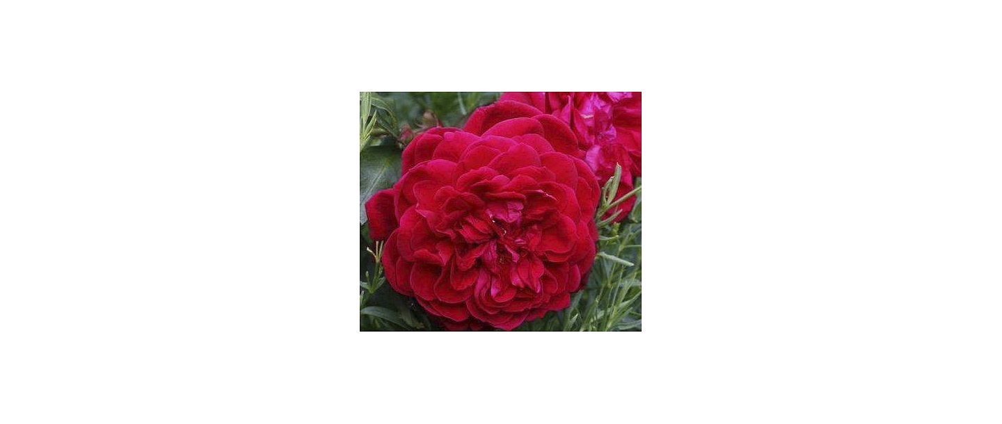 Sarkana pildīta roze tuvplānā – rožu stādi no Dailas Rozes