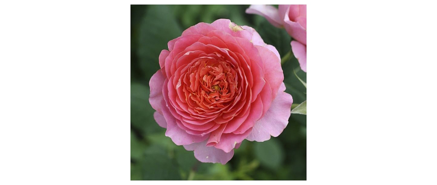 Pink garden rose close-up – quality rose seedlings in Latvia