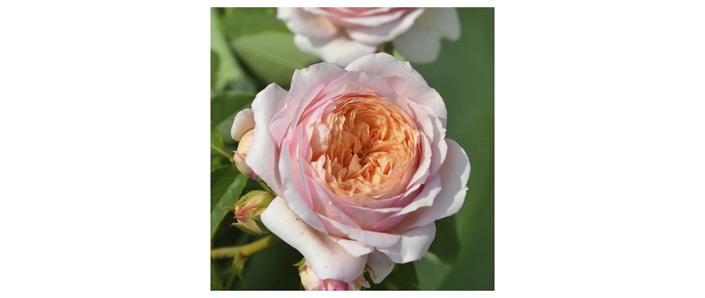 Maigi rozā un krēmkrāsas roze – Dailas Rozes kolekcija