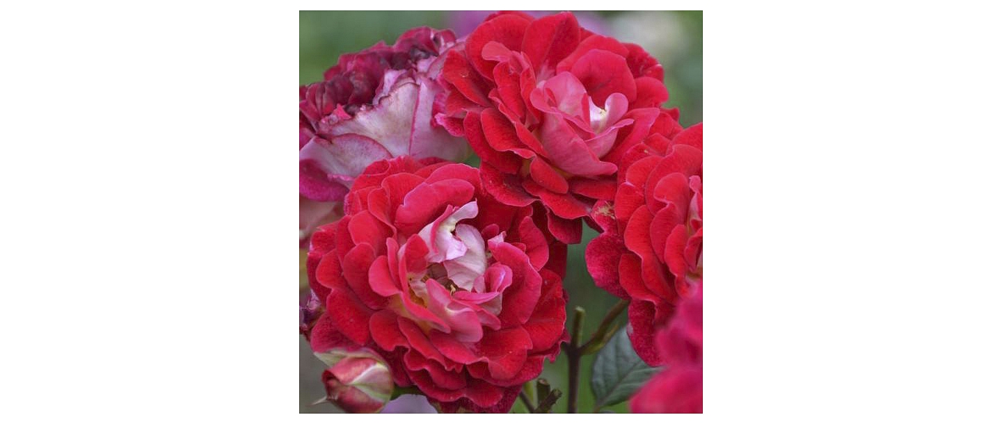 Ярко-красные розы в цвету – розы сорта Дайлас Розес