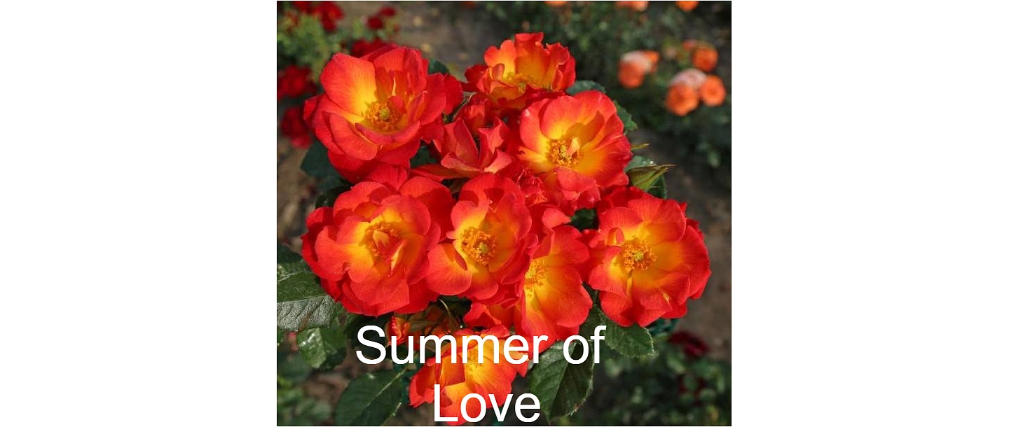 Оранжево-желтые розы «Лето любви» – розовые кусты в Тукумсе