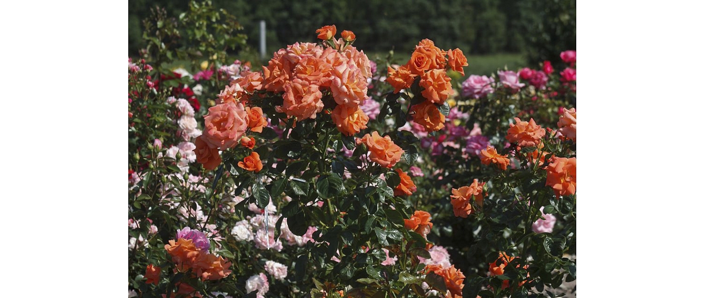 Клумба Orange Rose – великолепный розарий Daila Rozes