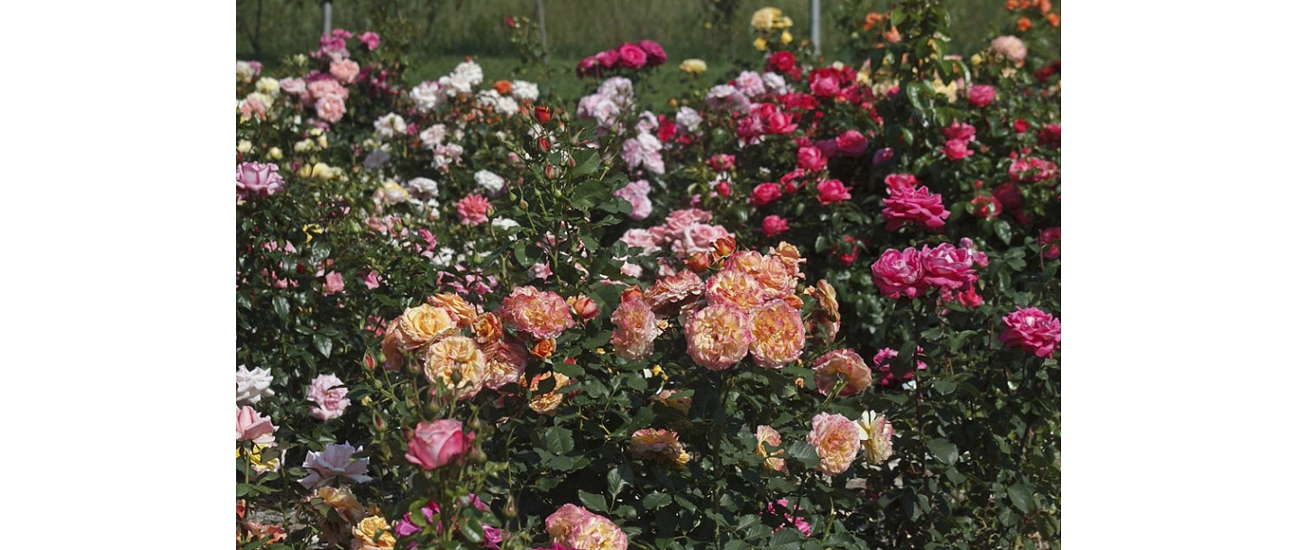 Разноцветные розы в саду – коллекция роз в Латвии