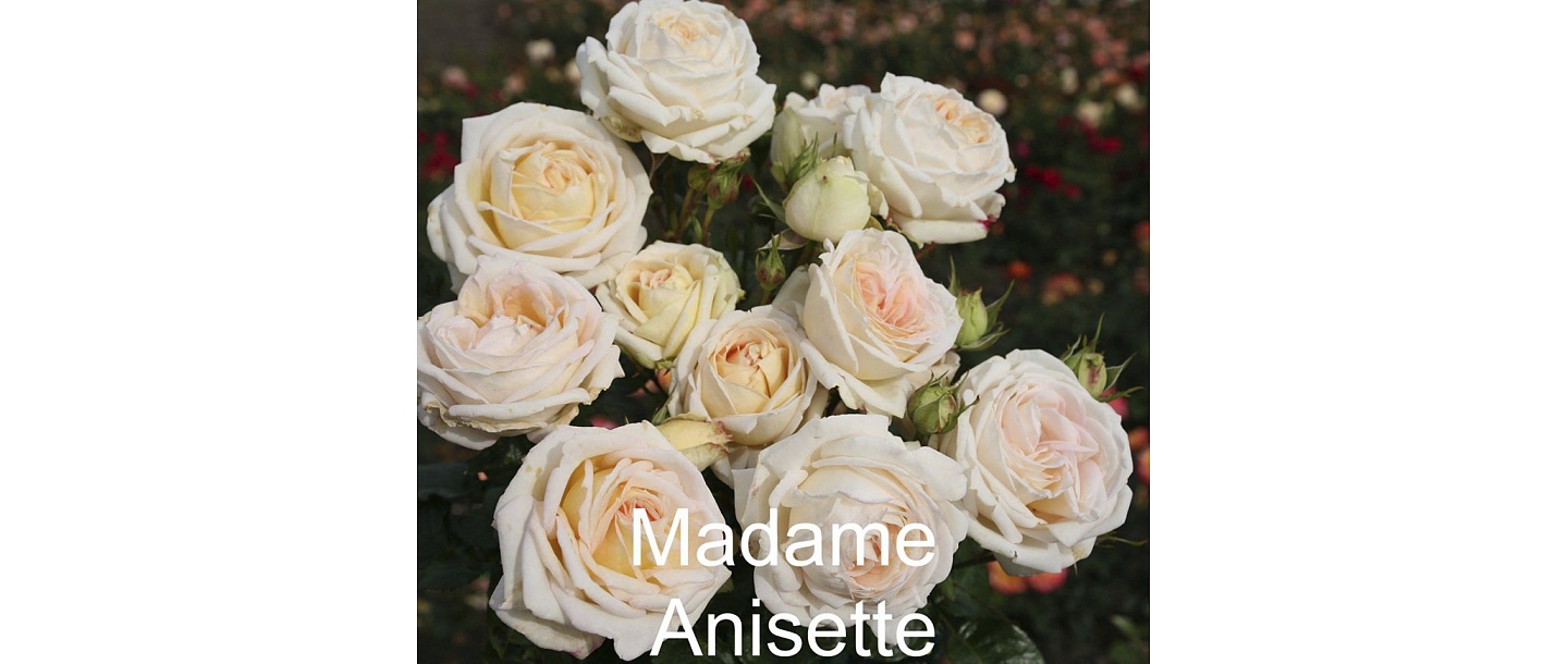 Baltas rozes Madame Anisette – rožu stādi no Dailas Rozes