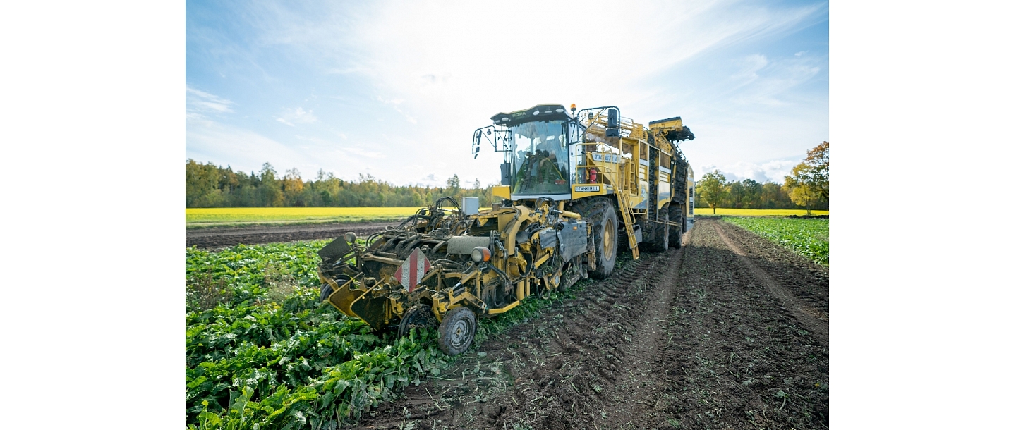 Harvesting sugar beets, loading, carriage