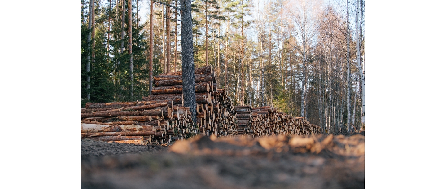 Timber and wood chips