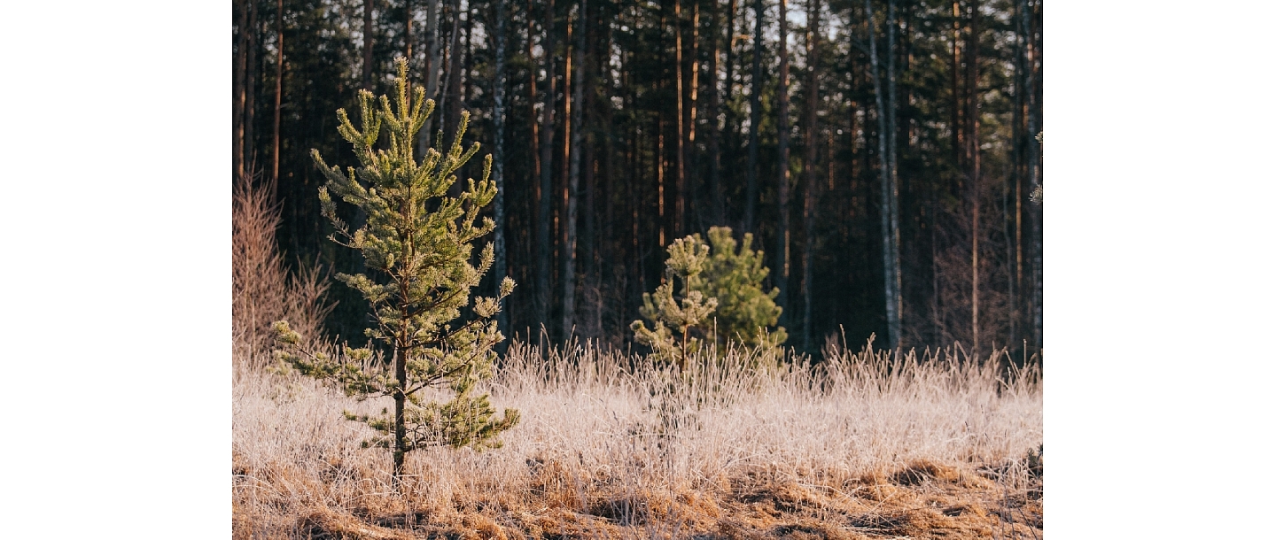 Purchase of forest property