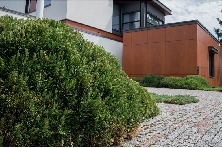 Ornamental greenery