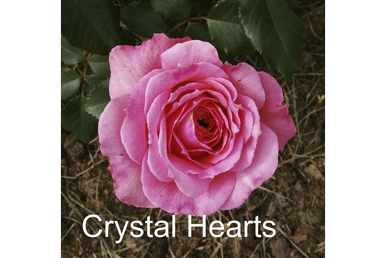 Rozā roze Crystal Hearts – rožu stādi no Dailas Rozes
