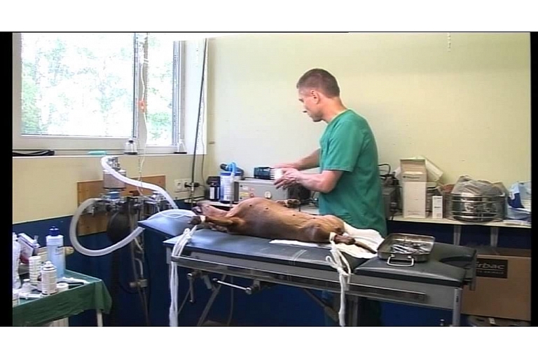 Veterinary clinic
