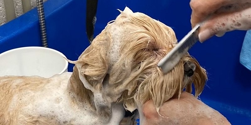 Dog and cat grooming salon in Ziepniekkalns and Ķengarags