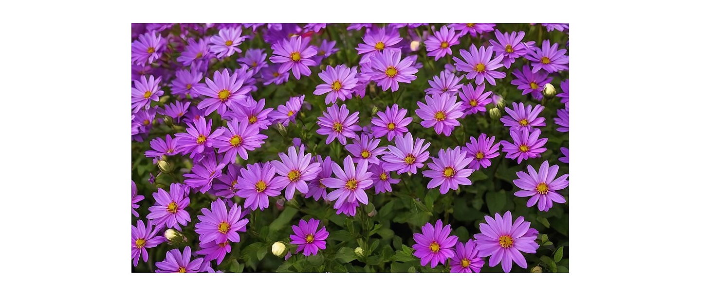 Фиолетовые цветы в саду