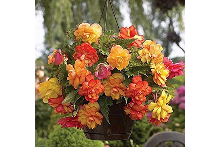 Begonija Golden Balcony
