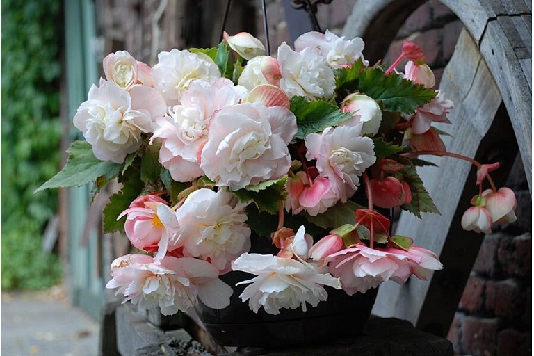 Begonias