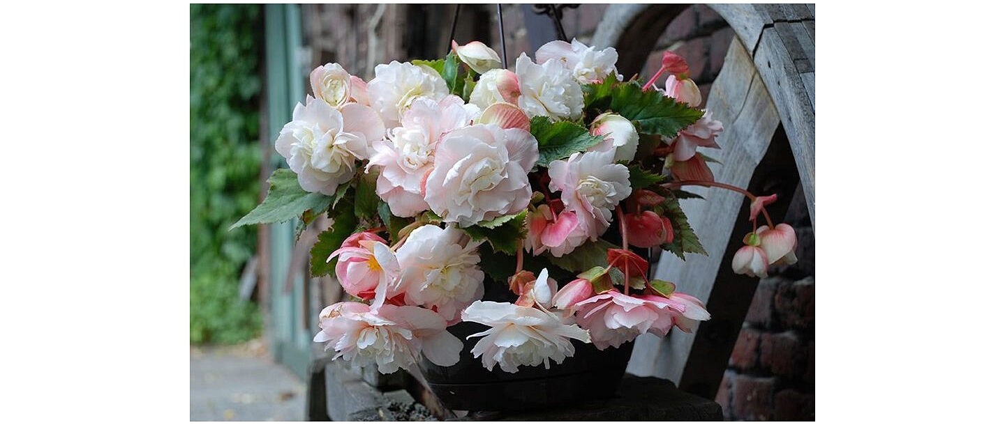 Begonias