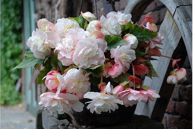 Begonijas