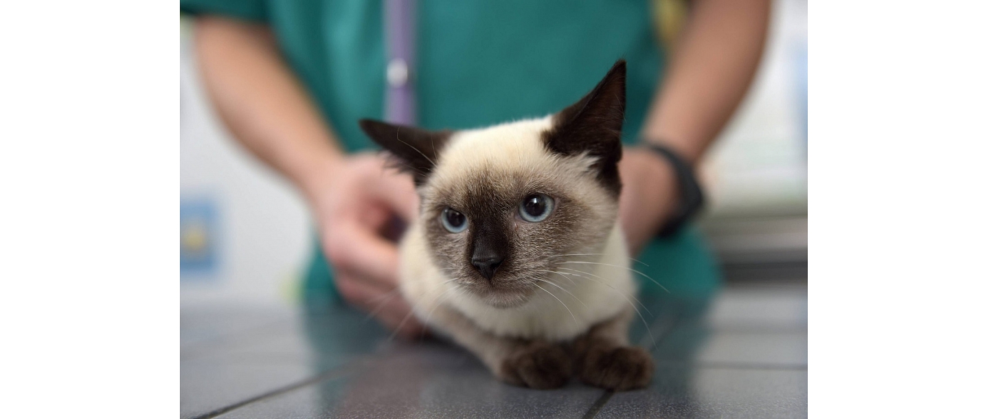 Ultrasonography for animals