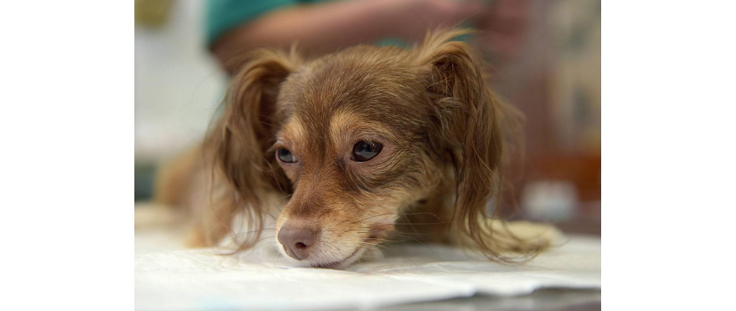 Ветеринарная аптека Доктор Бейнертс