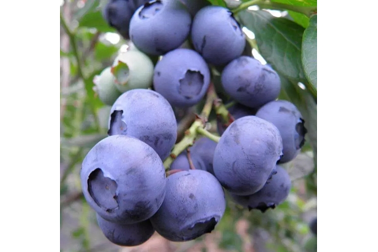 Berry forest