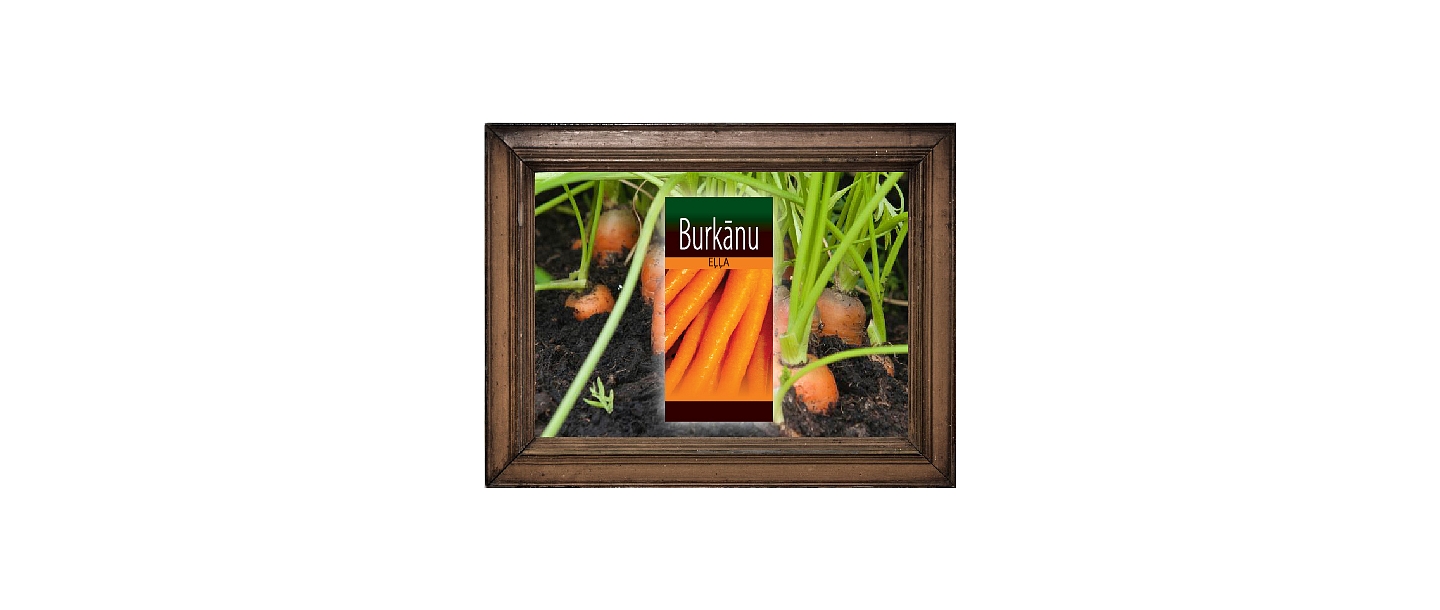 Burkānu eļļa