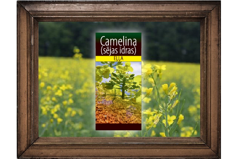 Camelina oil