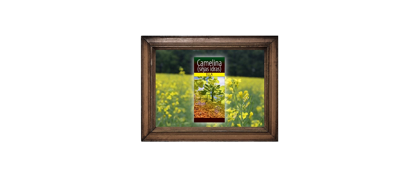 Camelina oil