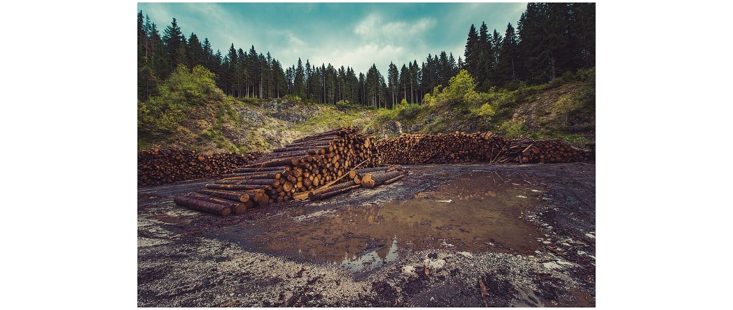 Услуги лесоразработки