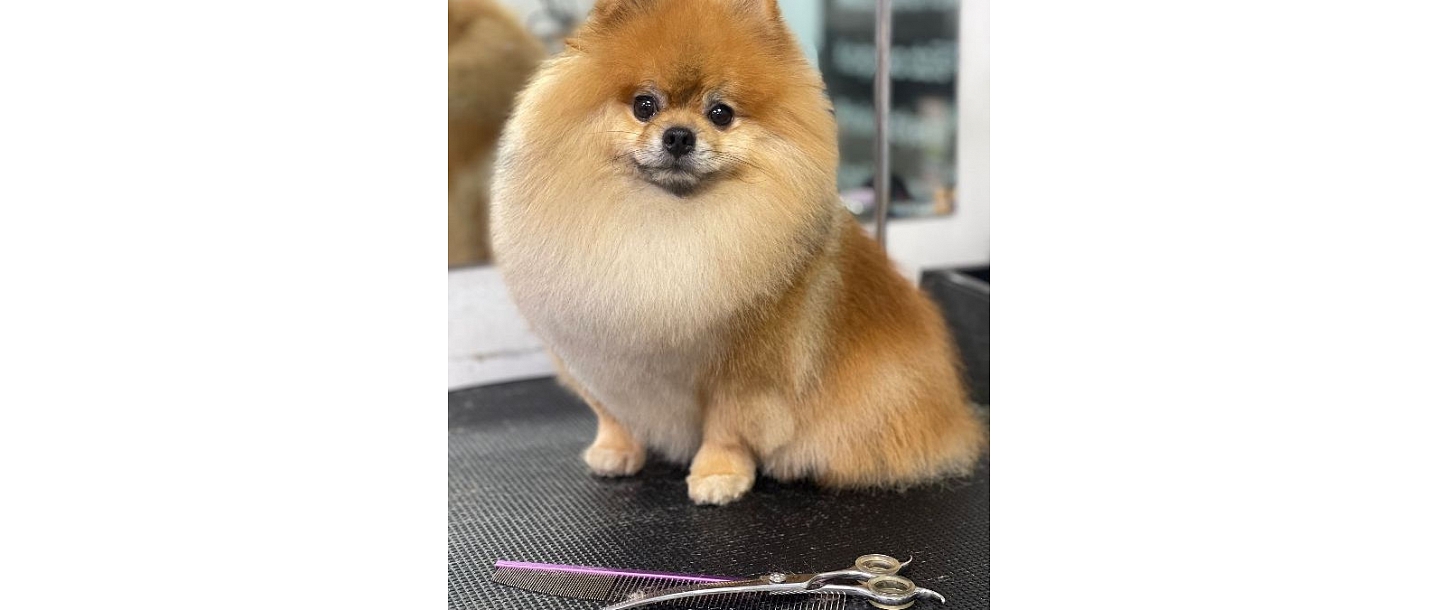 BarberDog, suņu un kaķu frizētava 