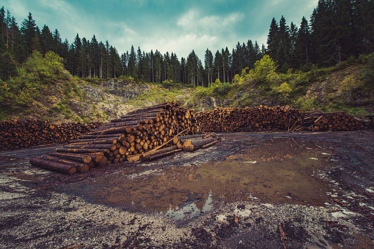 Услуги лесоразработки
