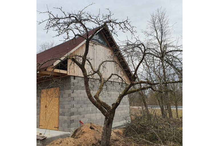 Arborist services