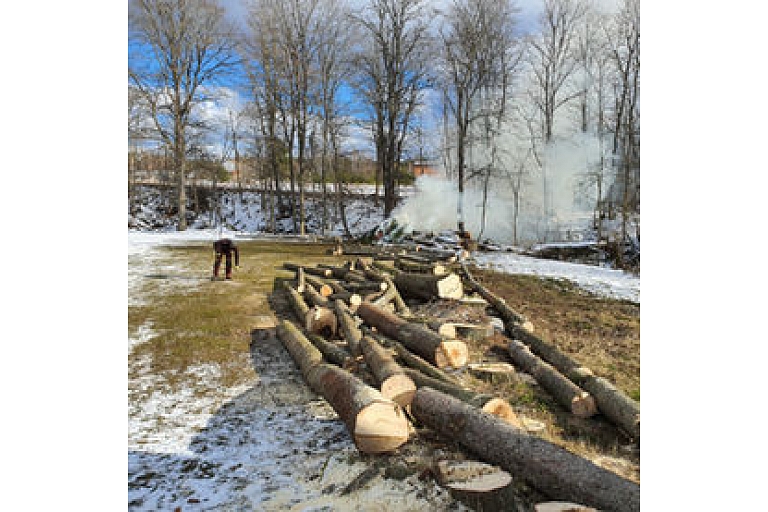 Dangerous tree cutting