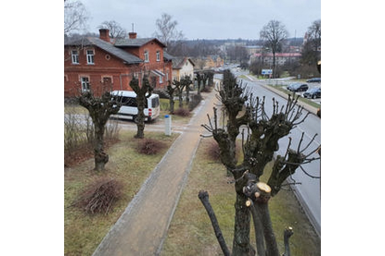 Maintenance of tree crowns