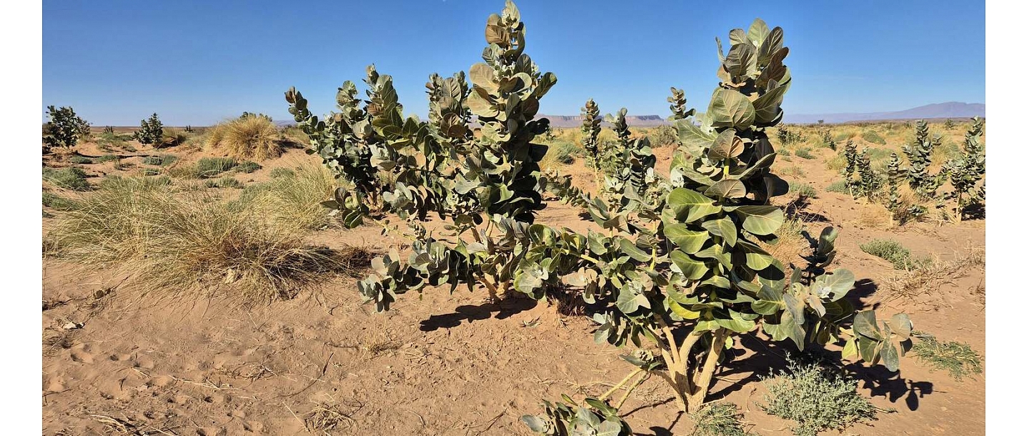 Дорожная сумка.lv