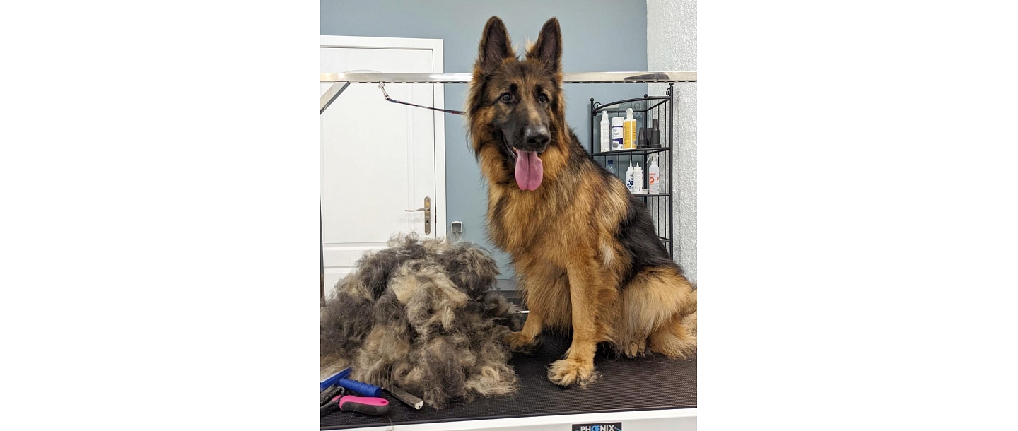 Hair salon for big dogs