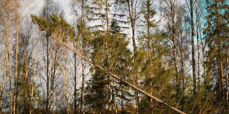 Forest value calculator